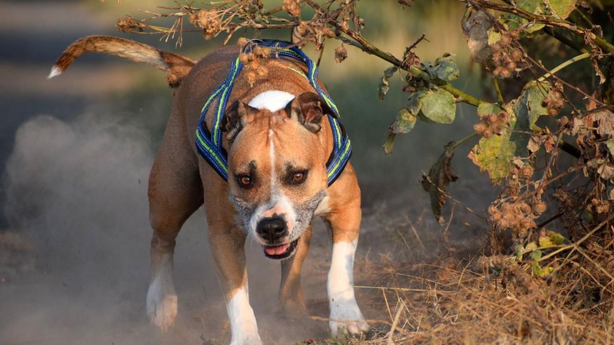 copii colinda muscati caini suceava
