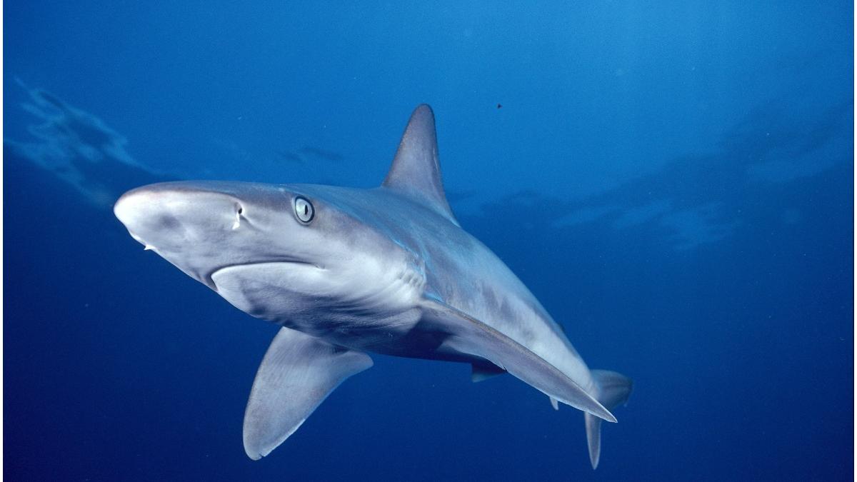 surfer ucis atac rechin california