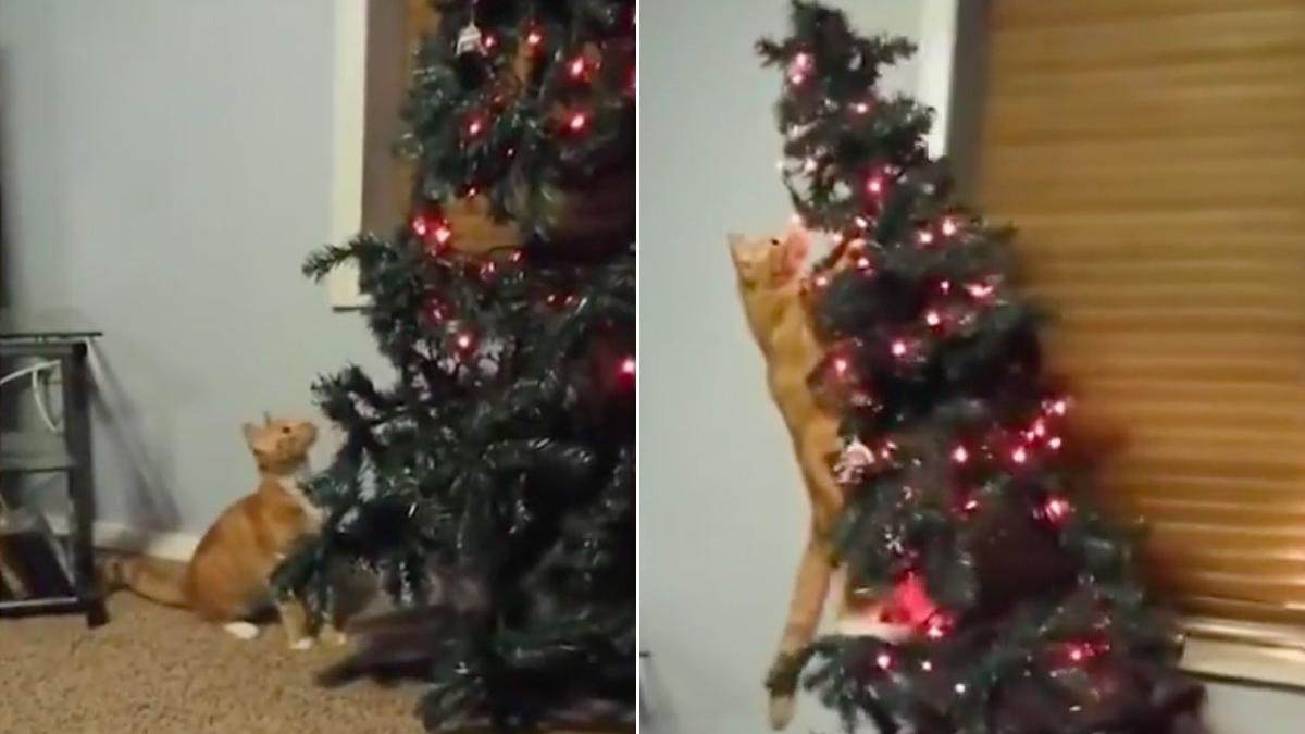 bradul de craciun principalul inamic al pisicilor imagini feline care ataca brazi