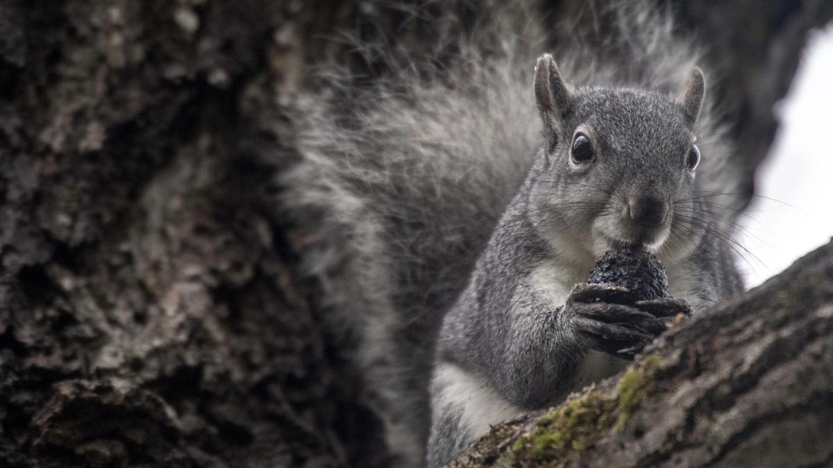 stripe dunga veverita gri tara galilor buckley corinne reynolds