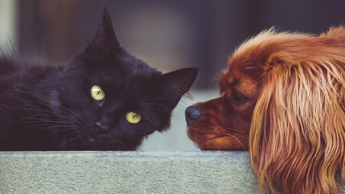 caini pisici artificii petarde revelion