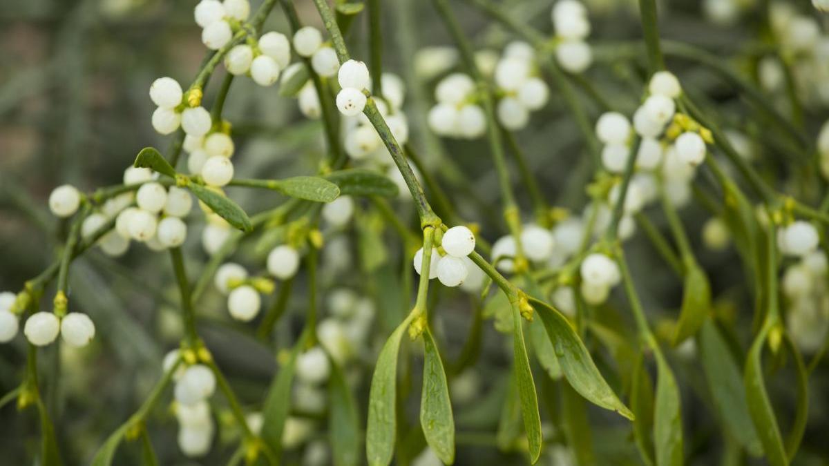 proprietati medicinale vasc