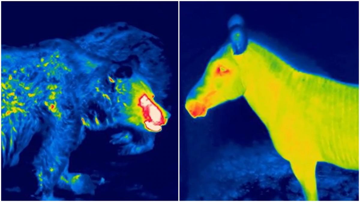 premiera la gradina zoologica din targu mures o camera de termoviziune ajuta la depistarea unor