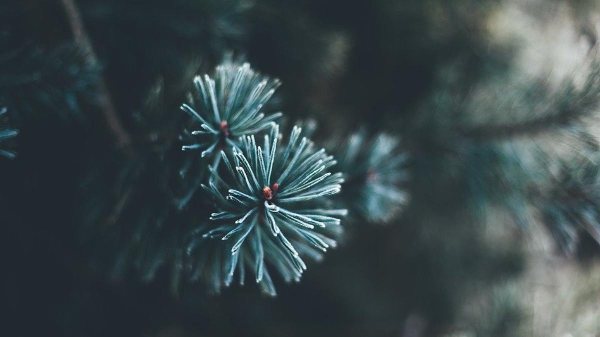 primaria sectorului 5 colecteaza gratuit brazii naturali ramasi dupa sarbatori