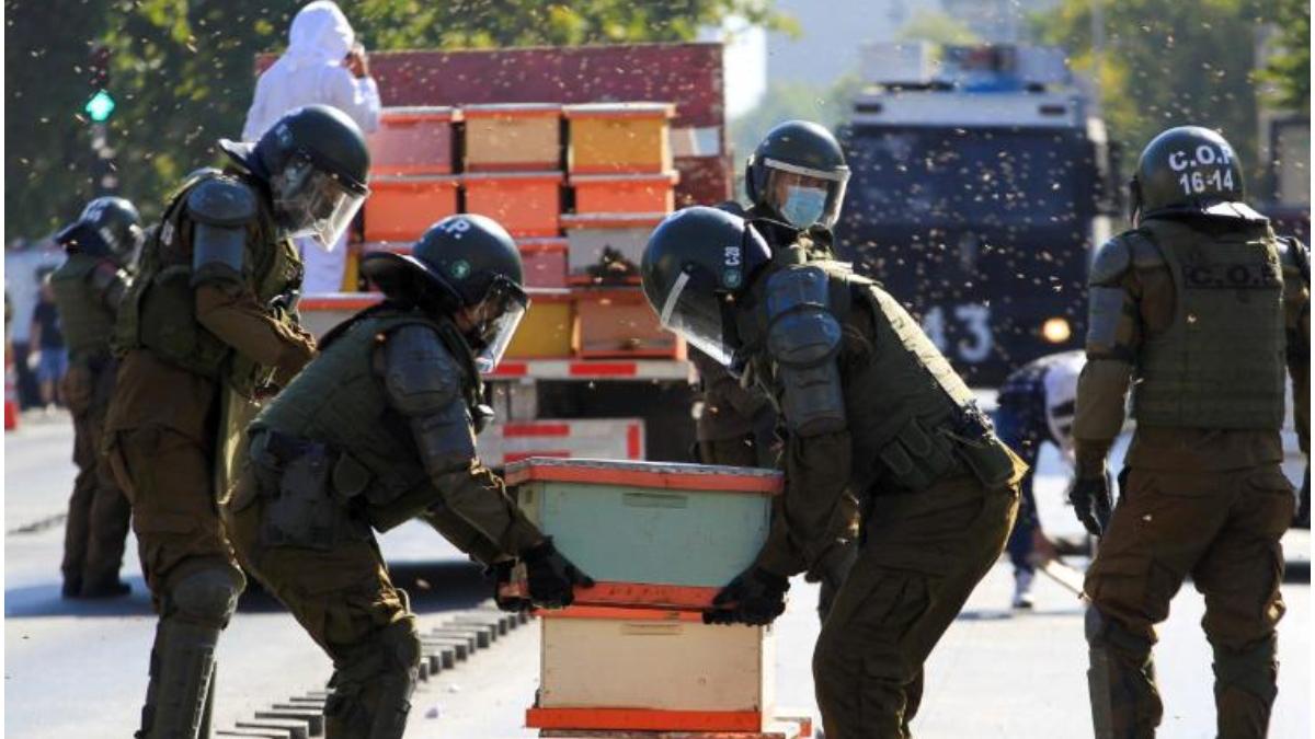 protest apicultori chile 10 000 albine politisti intepati