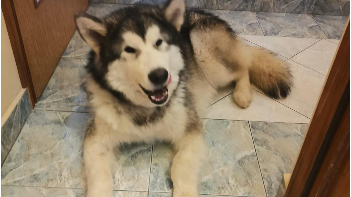 barbat cazut rapa salvat inghet caine