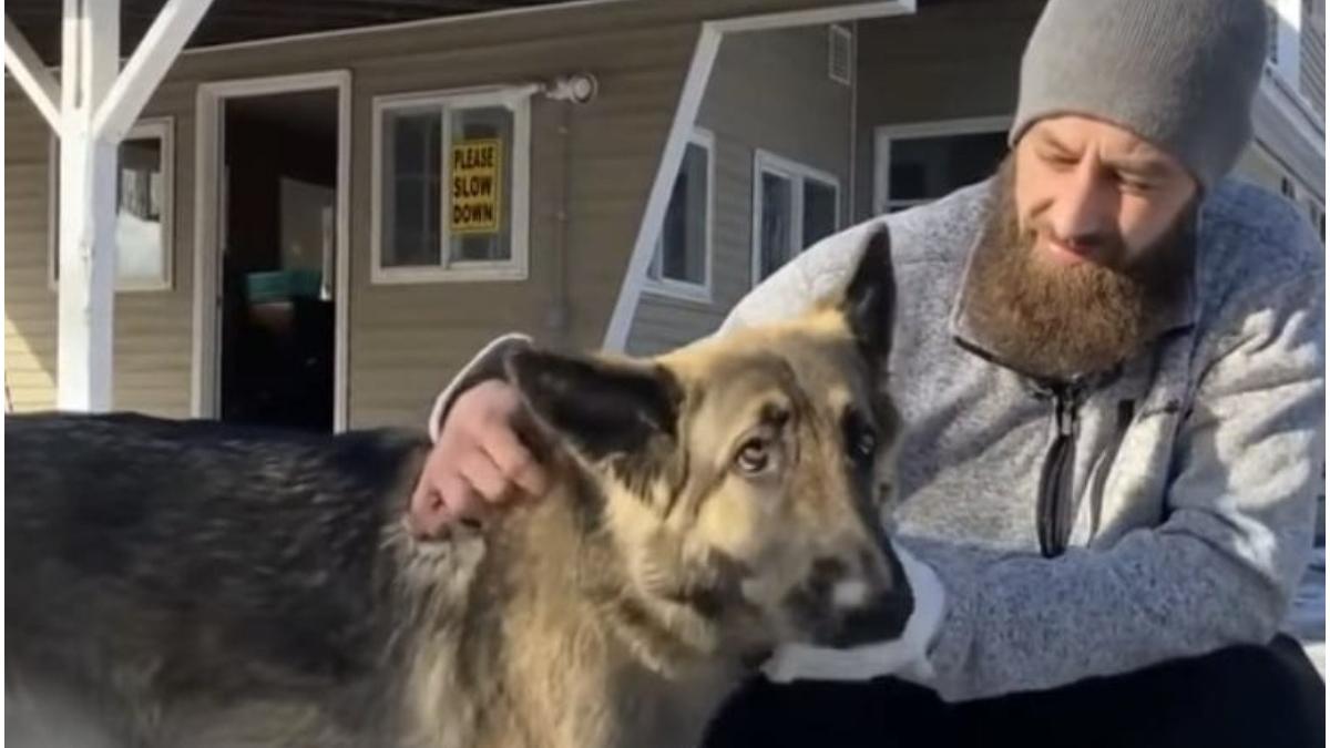 poveste caine salvat stapan accident rutier