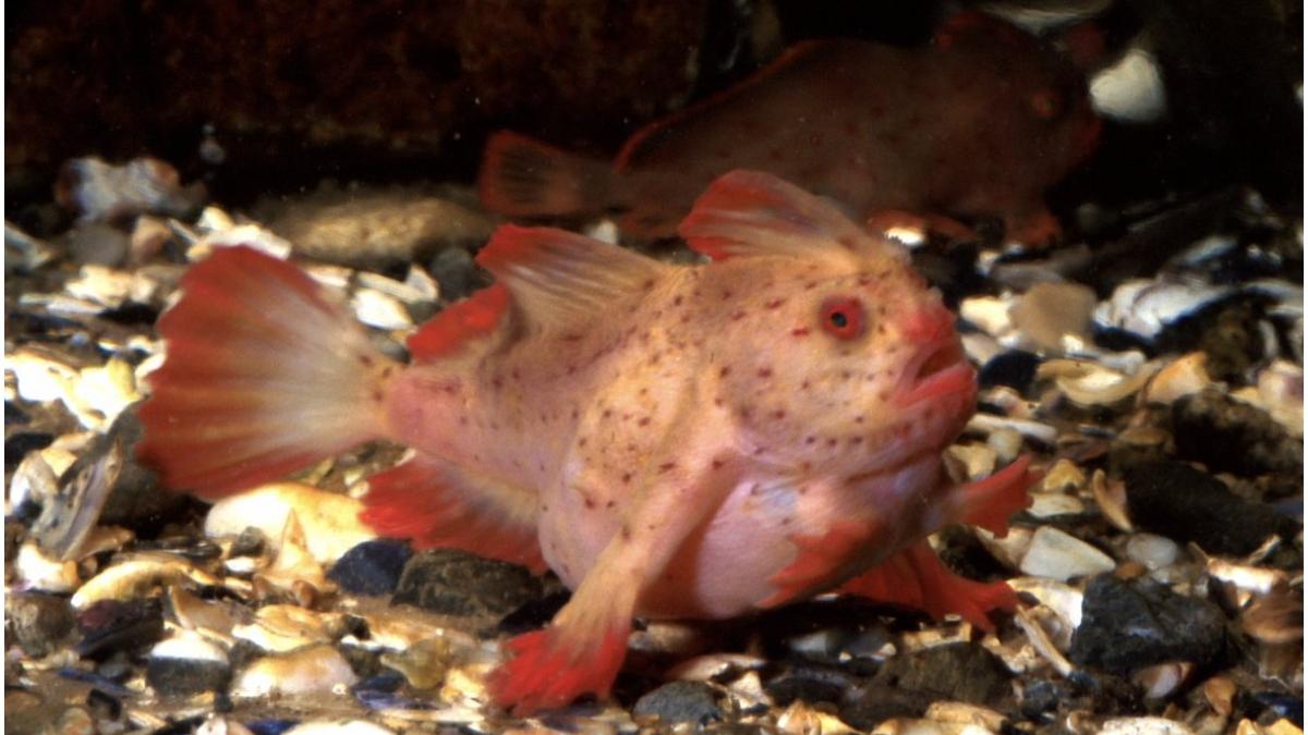 exemplar rar peste cu maini observat australia