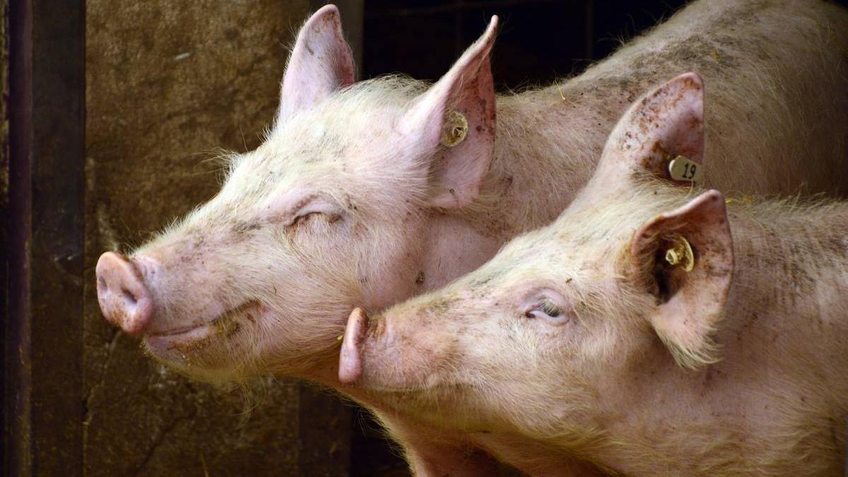 carne romaneasca porc pasare pericol disparitie crestere pret gaze energie