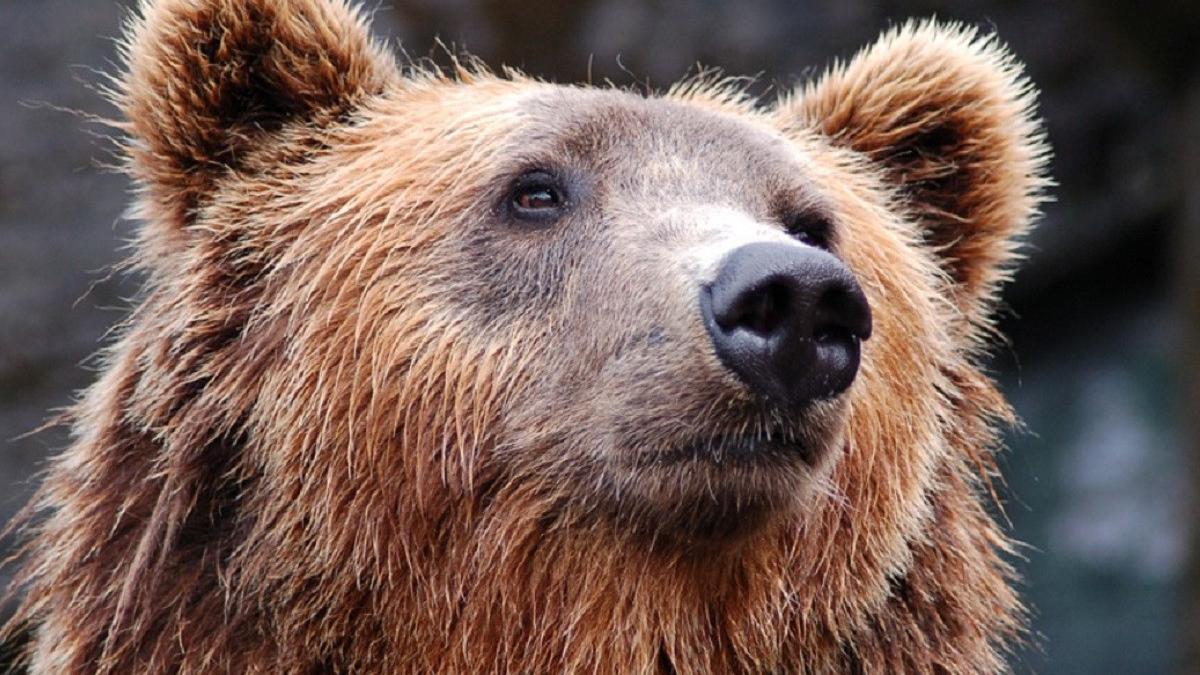 klaus iohannis lege impuscare ursi