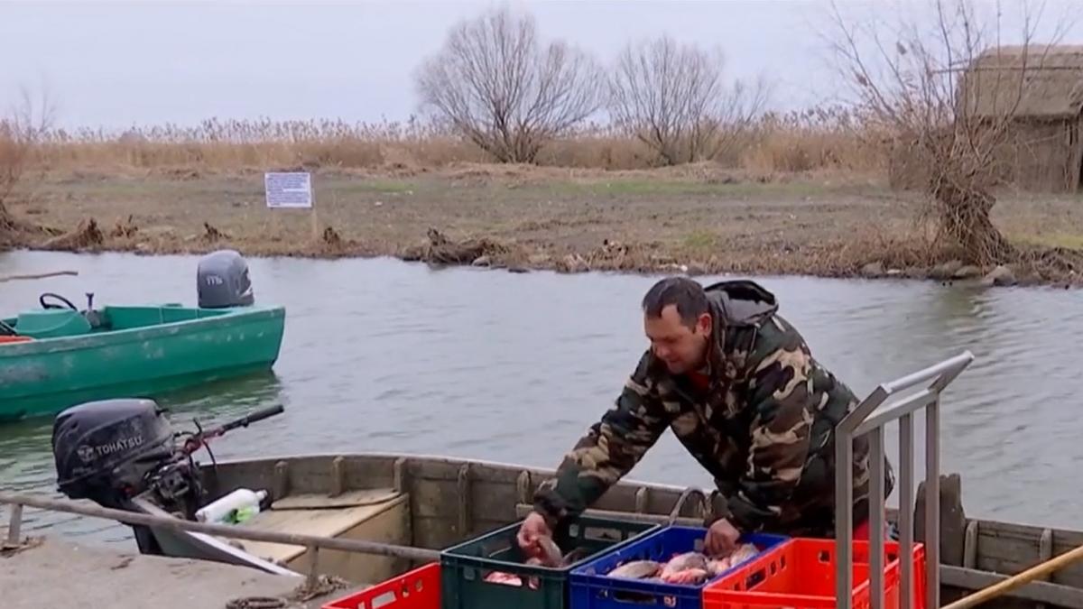 pescarii din tulcea si constanta scandalizati au interzis la scrumbie