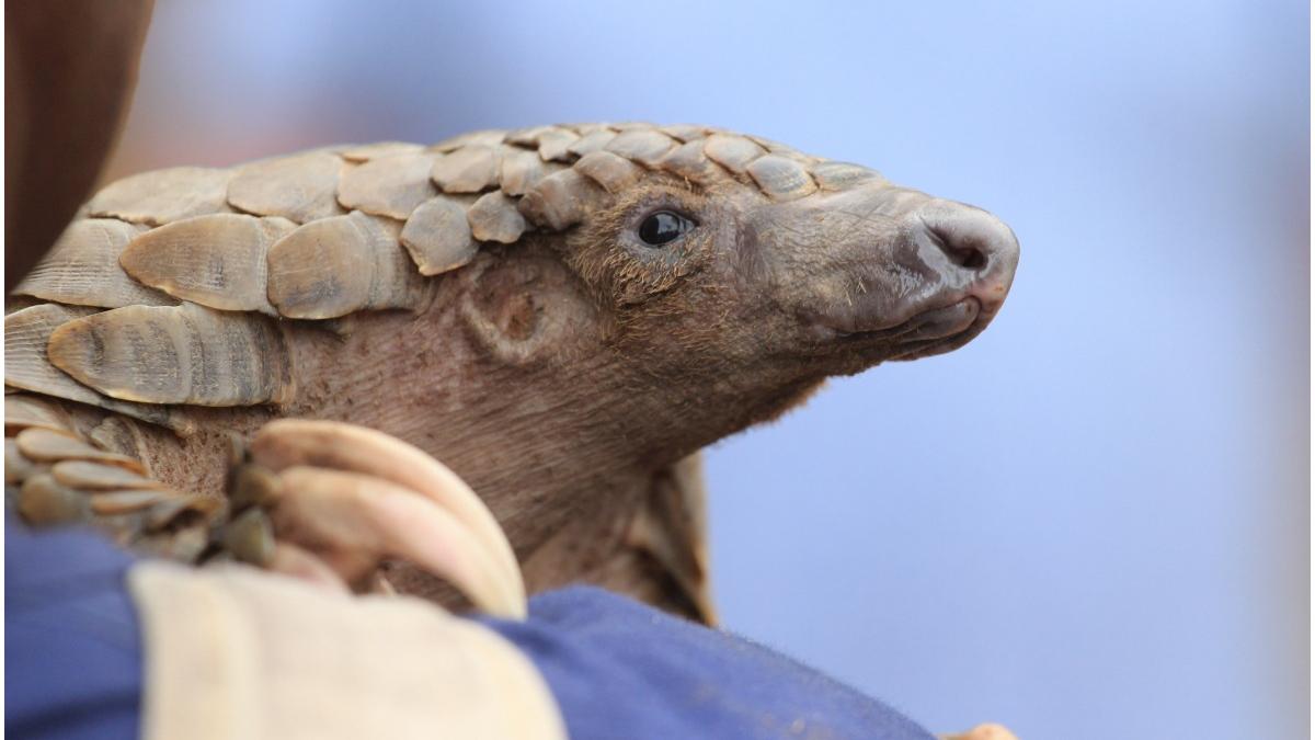 noua specie pangolin cea mai veche europa descoperita romania botezata smutsia olteniensis