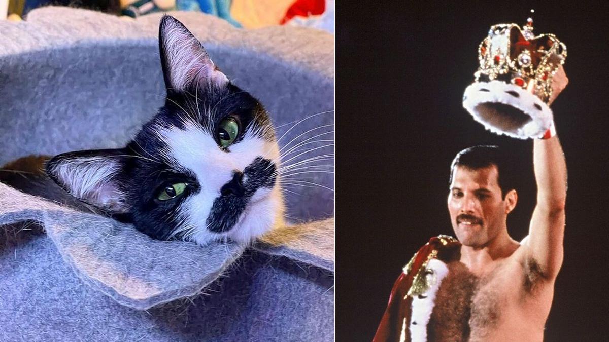 pisica freddie mercury mostaccioli california