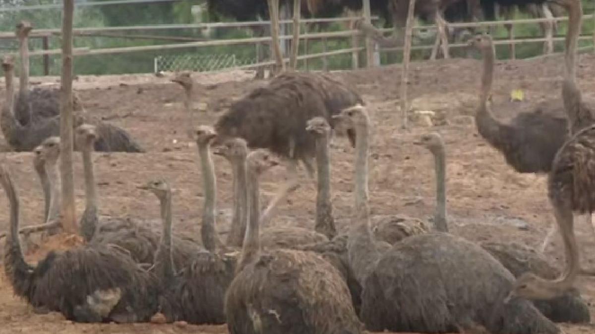 struti china chongzuo