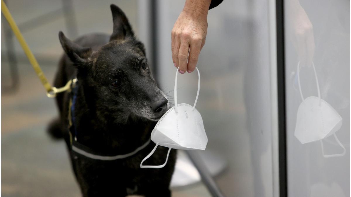 caini detectare covid 19 membri noi trupe metallica rollinng stones