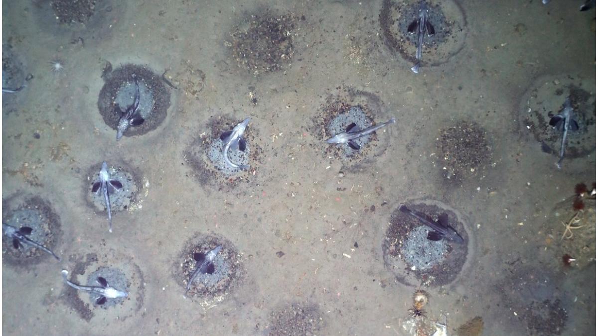 colonie pesti de gheata antarctica