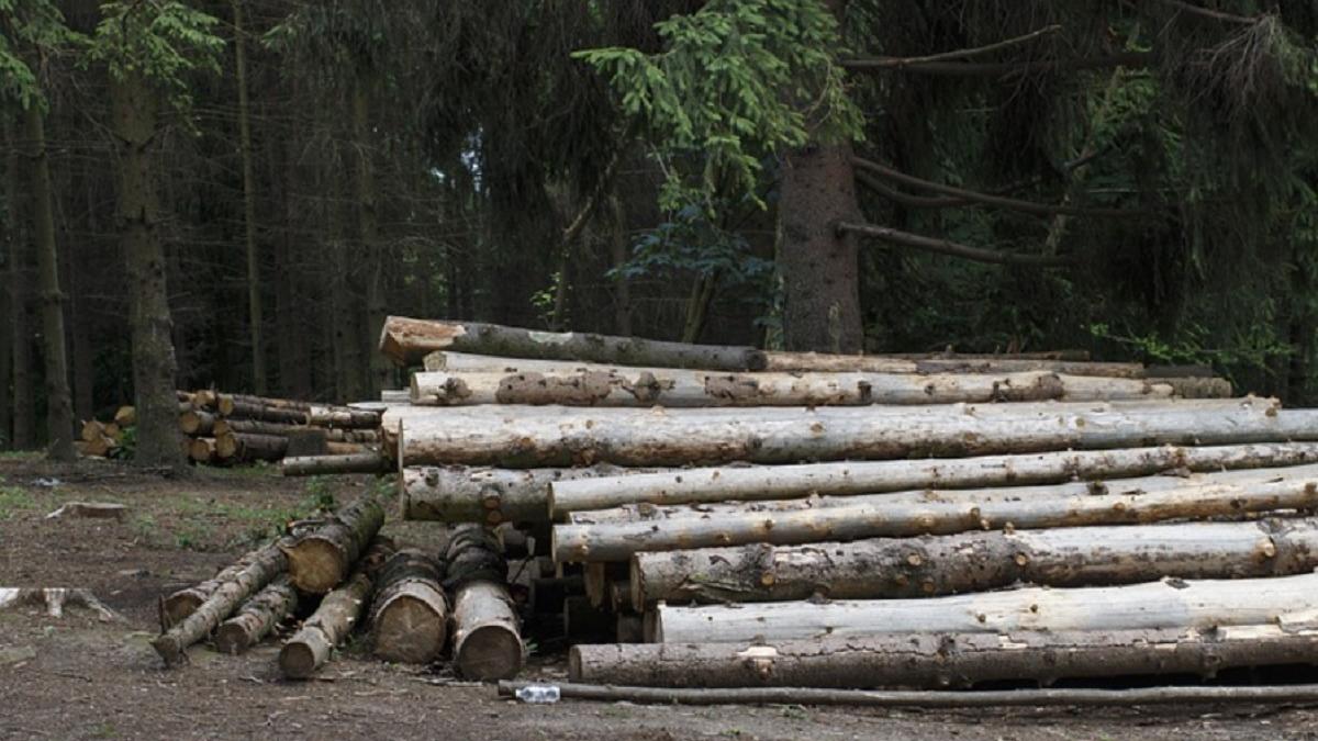 copac cazut bistrita nasaud barbati morti