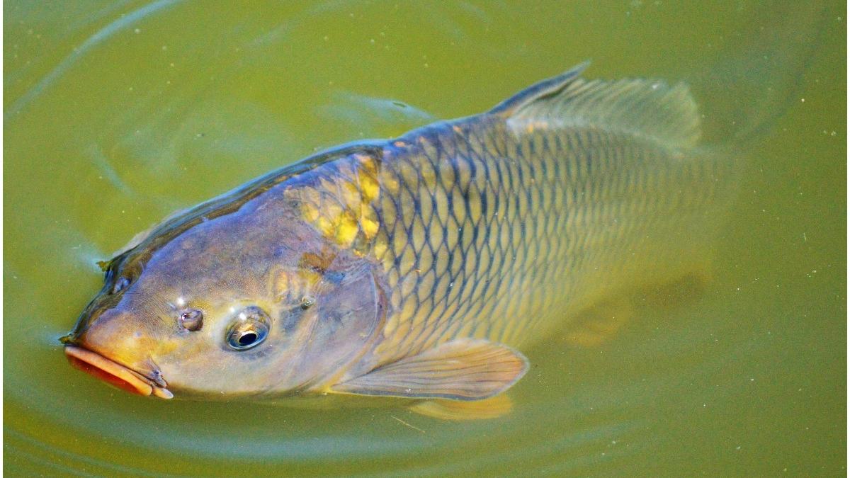 caras fara oase china