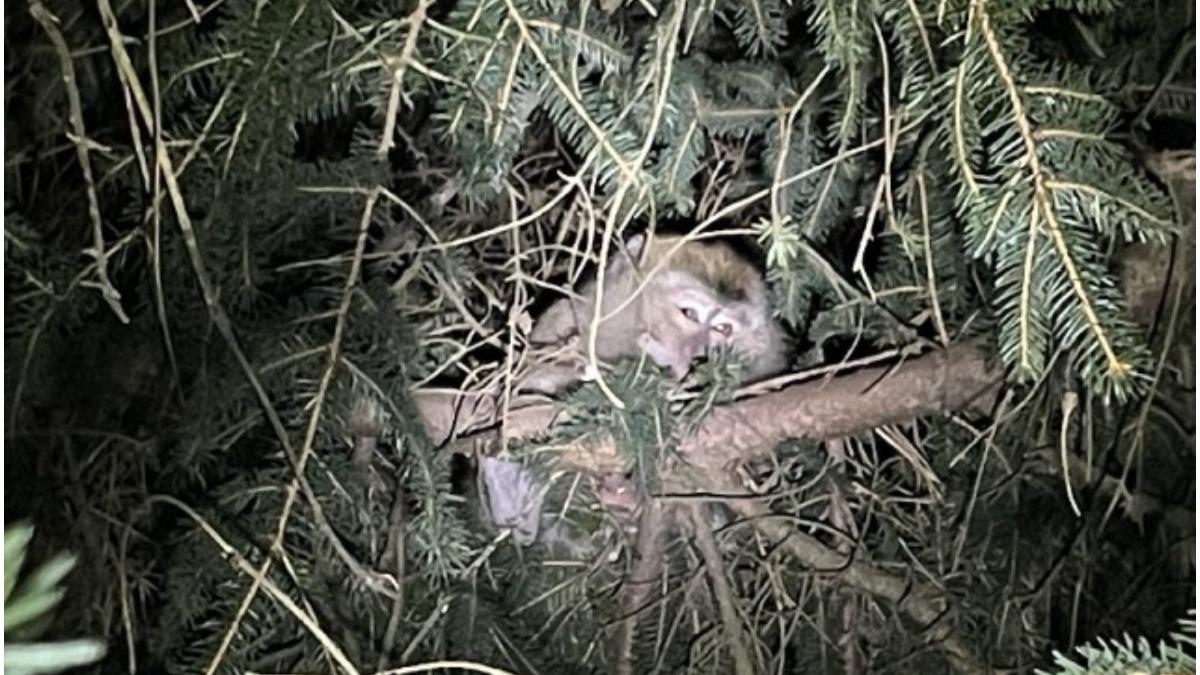 camion maimute accident