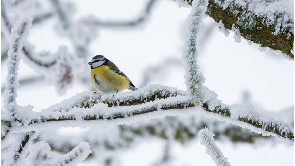 cele mai scazute valori termice din acest sezon record de 26 de grade la intorsura buzaului