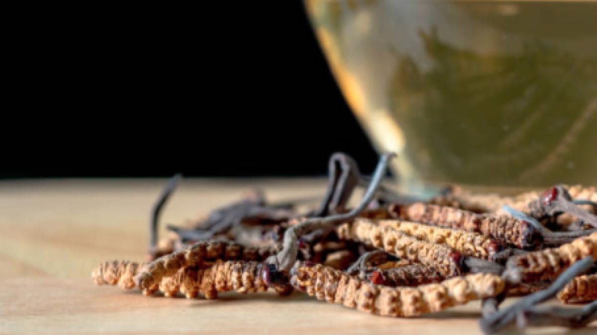 ciuperca viagra himalaya faimoasa proprietati afrodisiace