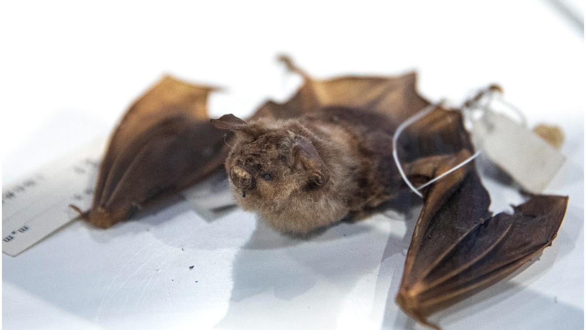 neocov coronavirus cercetatori wuhan lilieci ingrijorare organizatia mondiala a sanatatii