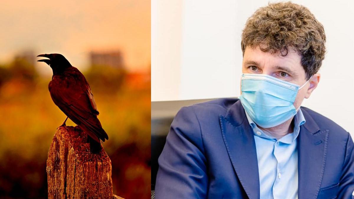 nicusor dan clarificari proiect 500 mii lei alungare ciori cismigiu