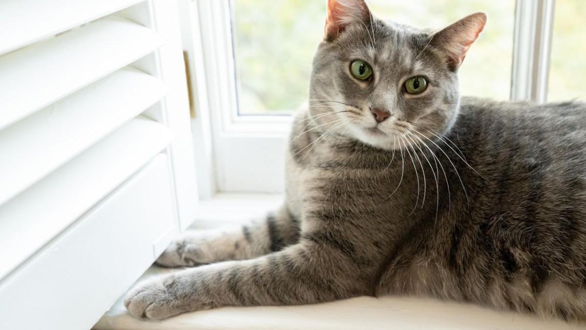 willow pisica casa alba jill biden