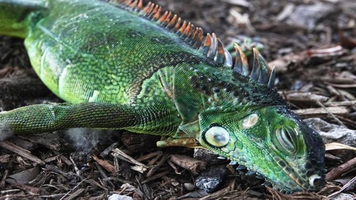 iguane copaci florida sua inghet aer polar