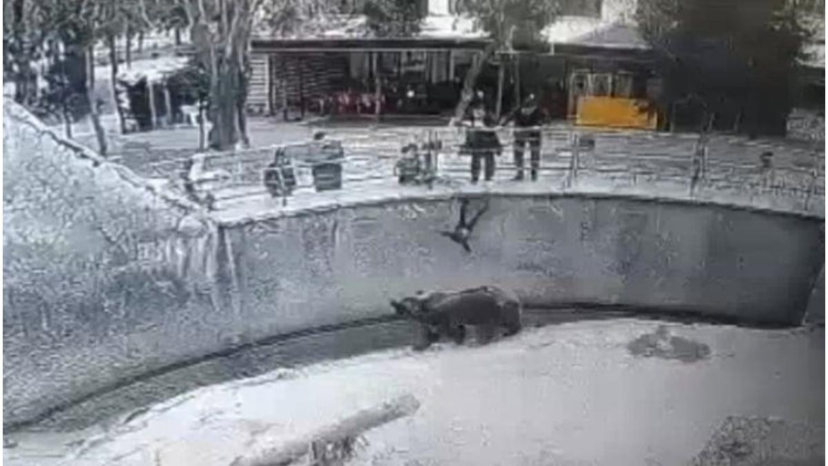 mama aruncat copil tarc urs gradina zoologinca