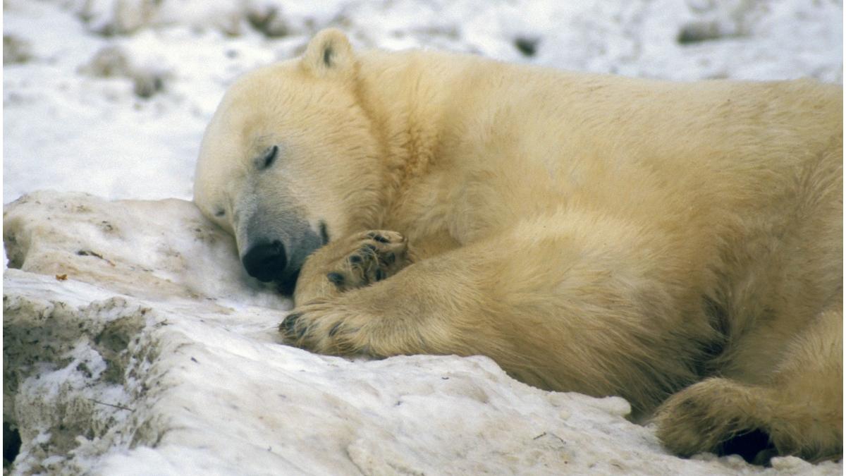 ursi polari mutare statie meteorologica abandonata rusia imagini impresionante