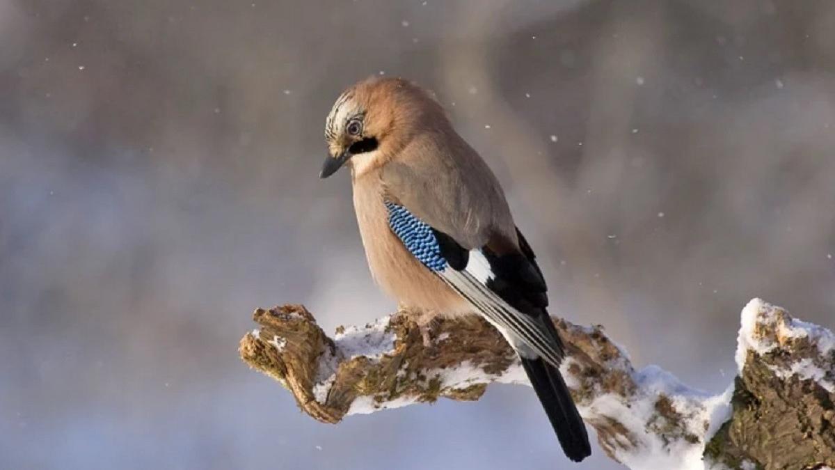 vremea prognoza meteo temperaturi romania
