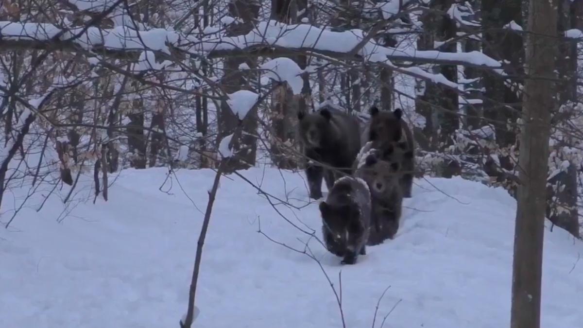 imagini rare familie ursi se plimba zapada surprinse padure maramures