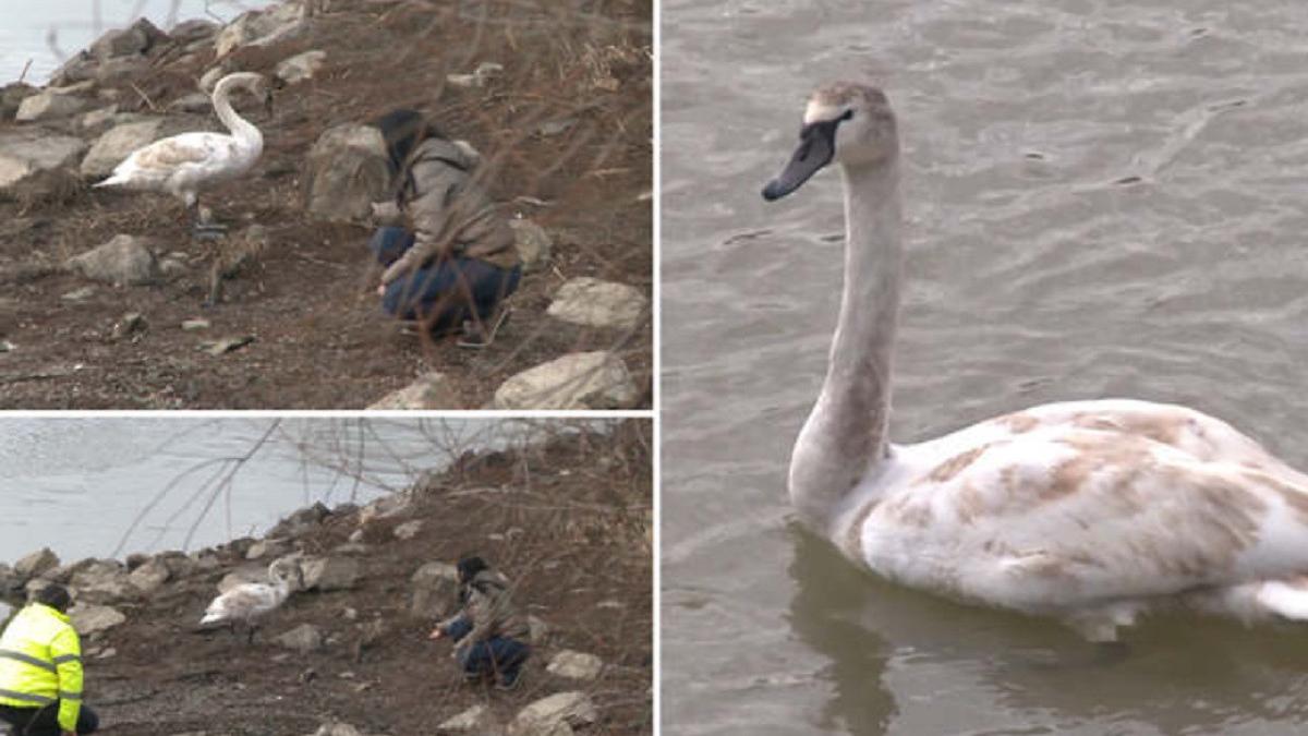 lebada carling de pescuit in cioc