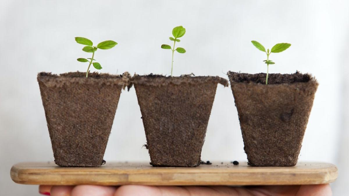 pastreaza aceasta frunza buzunar alunga duhurile rele 6 plante puteri magice aduc noroc