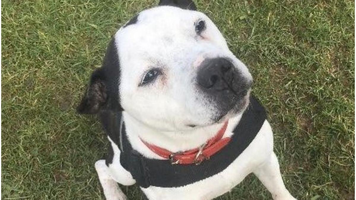 caine invatare limbaj semne pierdut auz