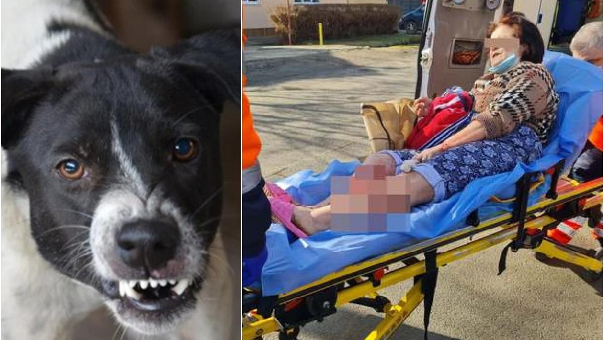 pensionara din timisoara atacata in propria curte de cainii vecinei