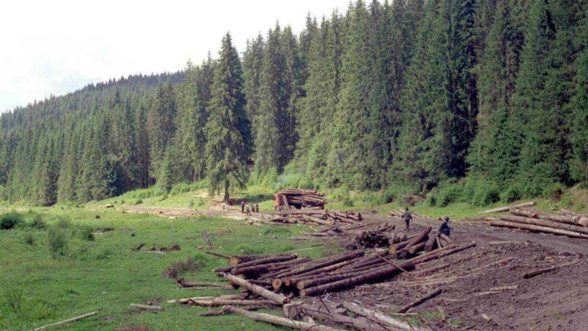 ministrul mediului schimbari importante exploatare lemn romania modificari sumal