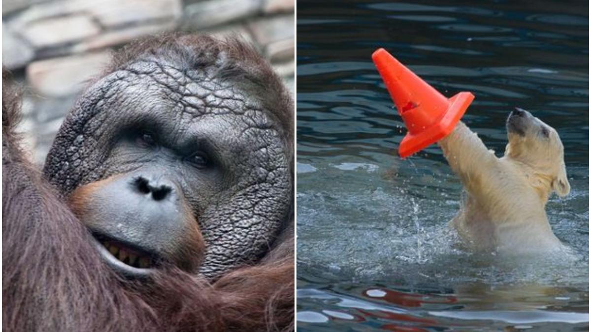 administratia putin vot mascota gradina zoologica