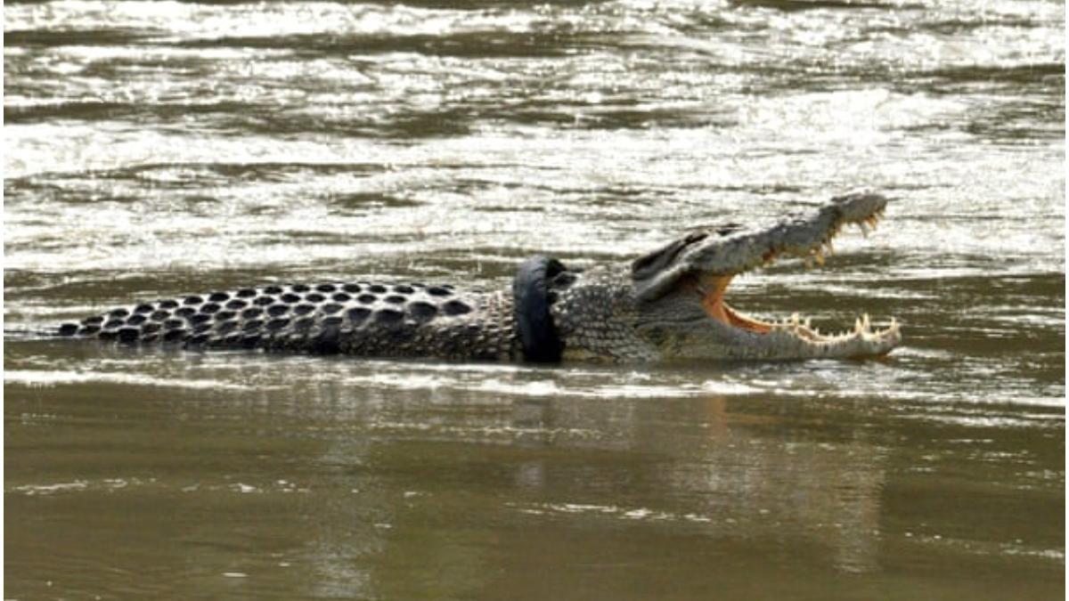 crocodil infasurat cauciuc