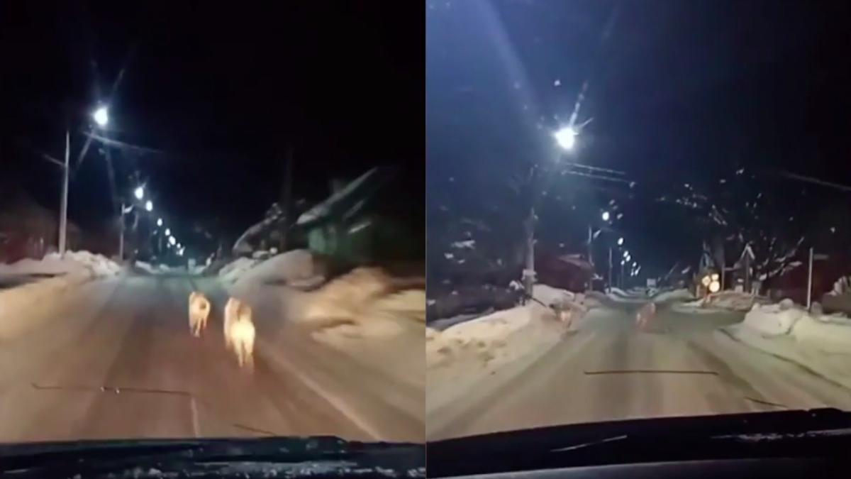 haita lupi filmata sofer ulite sat maramures poalele muntilor tibles