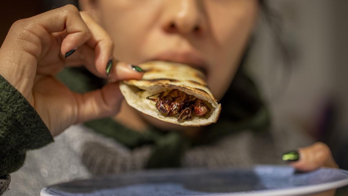 insecta autorizata ingredient aliementar piata ue