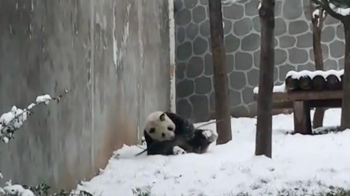 pui ursi panda joaca zapada imagini virale jocurile olimpice iarna