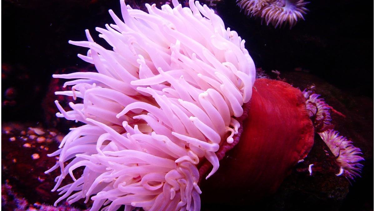 venin anemona mare dezvoltare tratamente