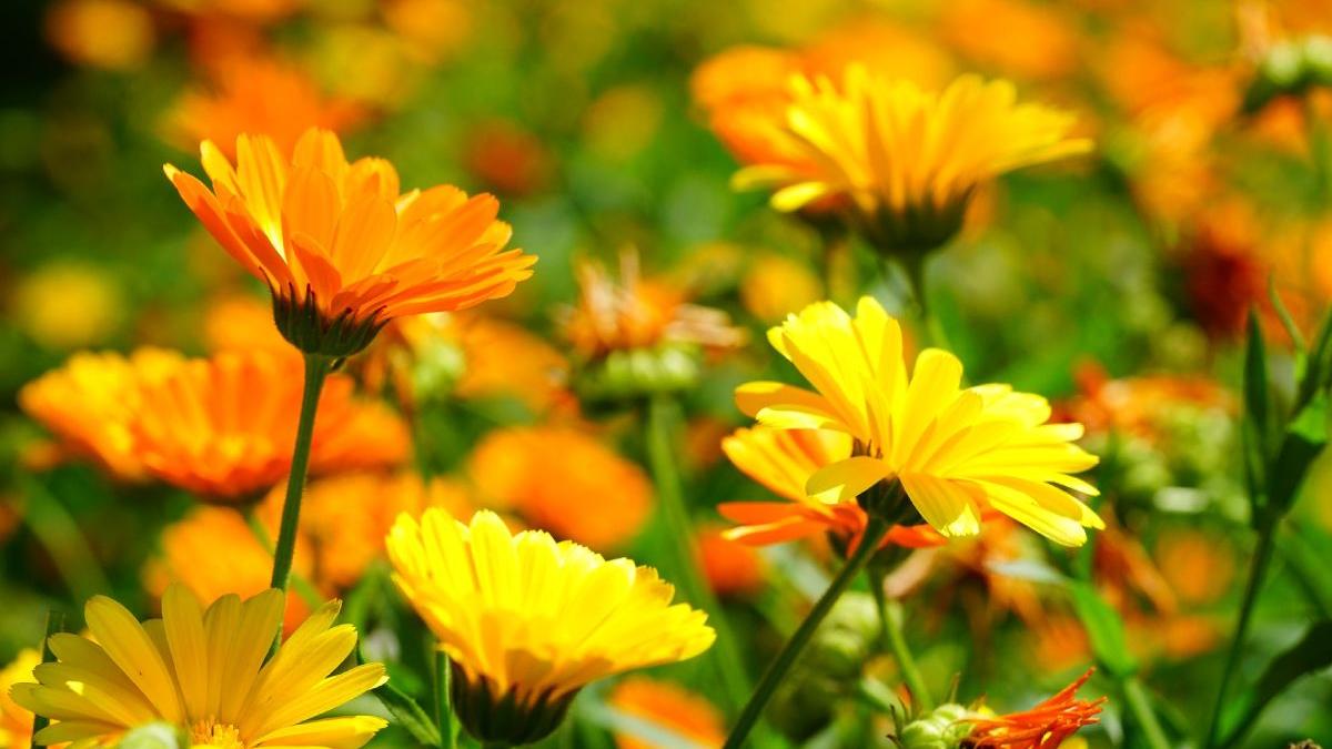 plante care trateaza psoriazis