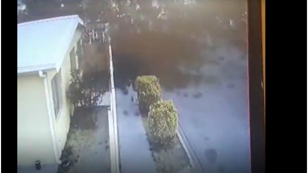 stol pasari se prebuseste casa mexic