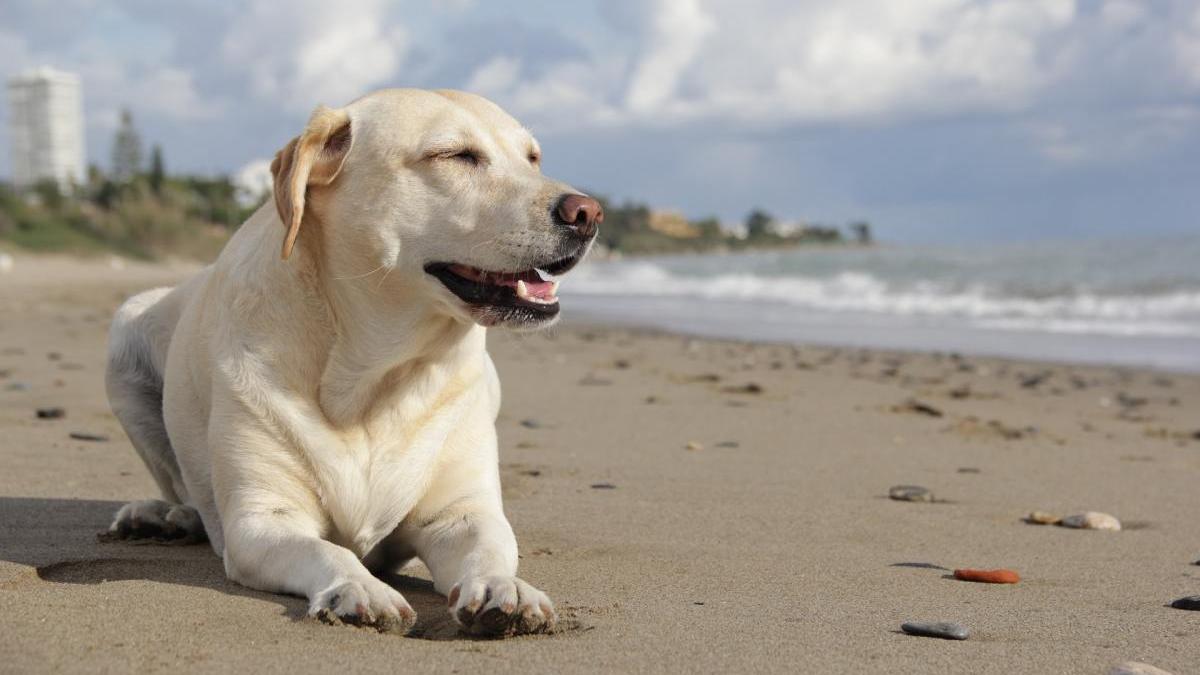 acces animale companie plaja permis legislatie amenzi uriase eliminate