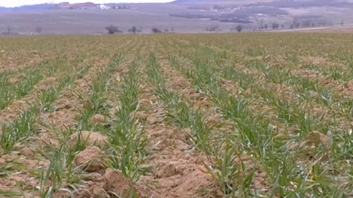 seceta culturi agricole grau orz rapita