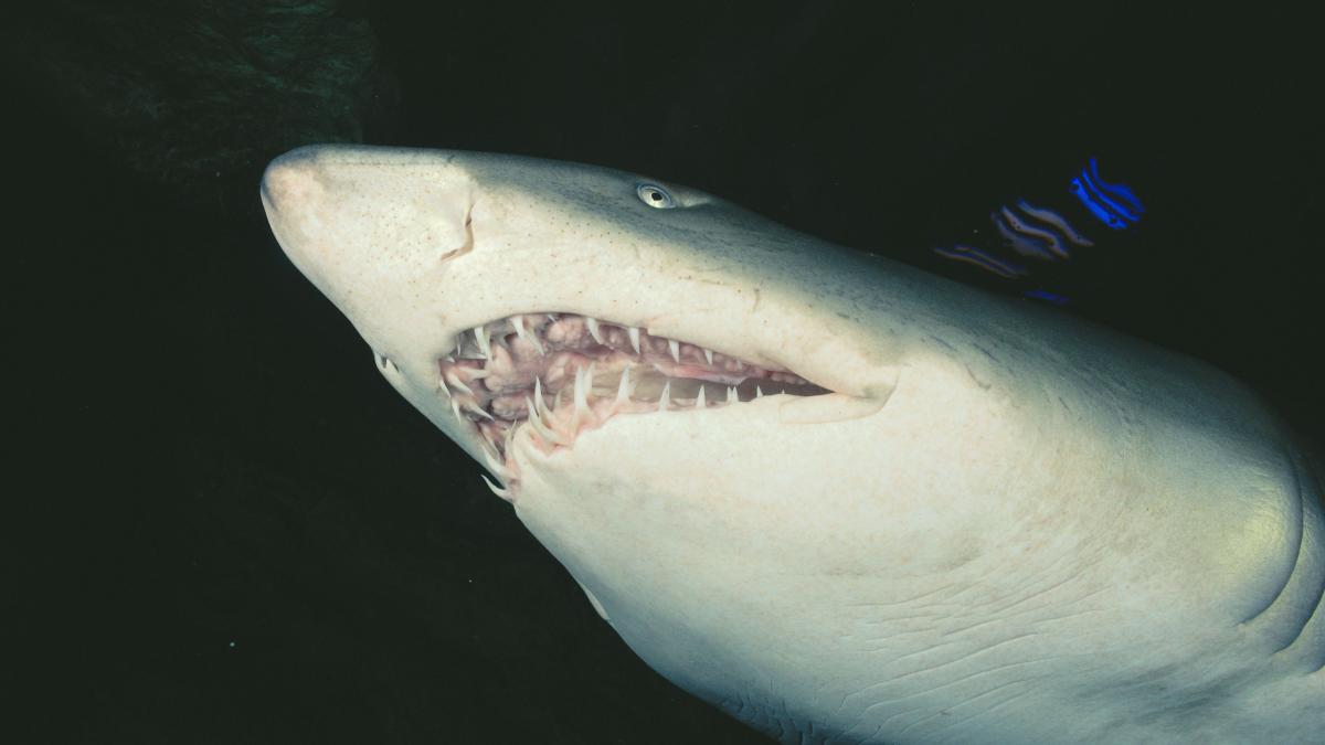 barbat mancat rechin apropiere plaja aglomerata australia