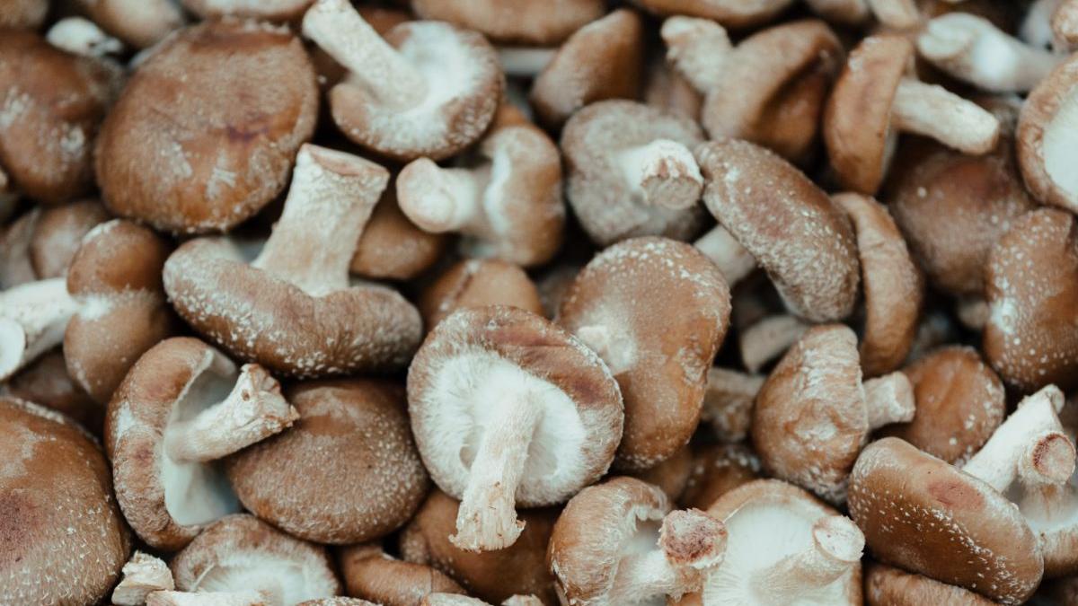 beneficii consum ciuperci shiitake organism